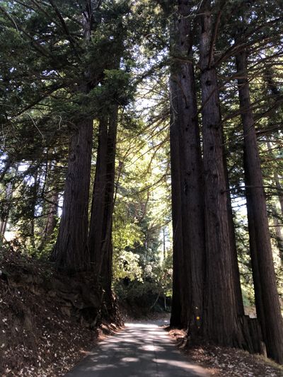 Riding through redwoods on Old La Honda