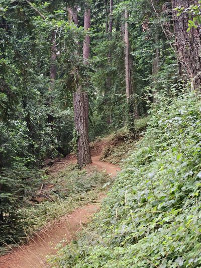 Started off in the forest singletrack