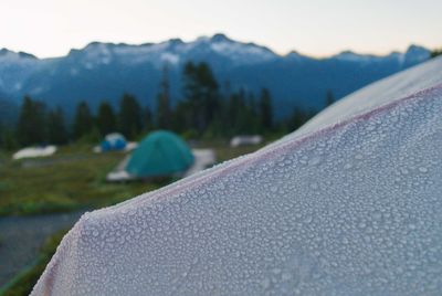 Dew in the alpine