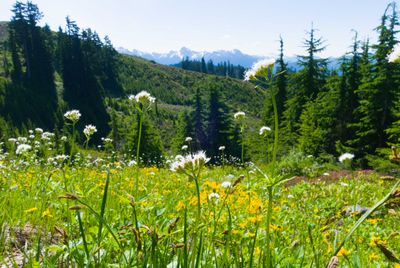 Wildflowers at altitude
