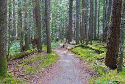 The Sea-to-Sky trail heading south to Brandywine Falls