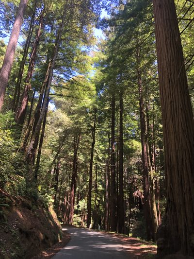 Riding through trees with the cool air thick with humidity