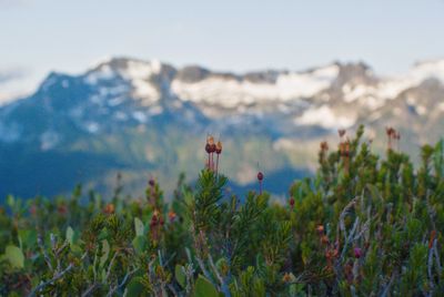 Alpine flowers