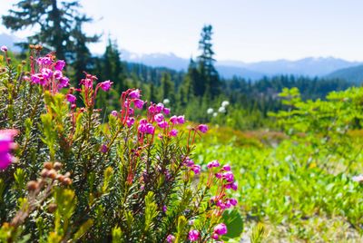 More alpine flora